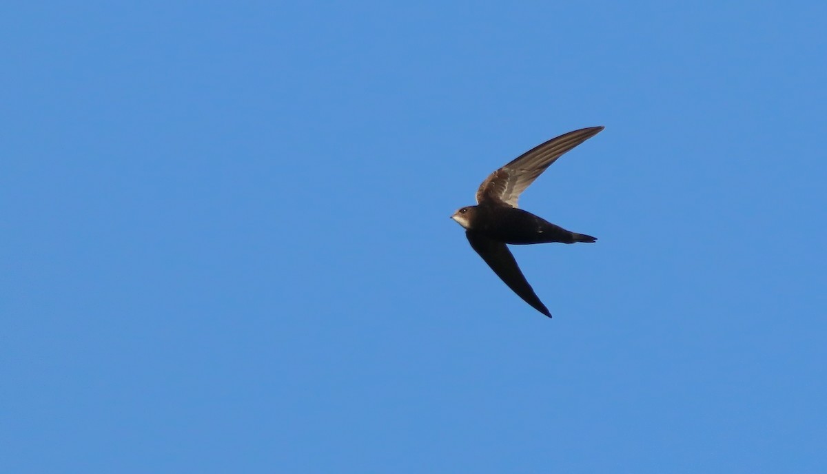 Common Swift - ML617719139