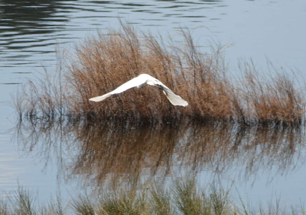 Yellow-billed Egret - ML617719153