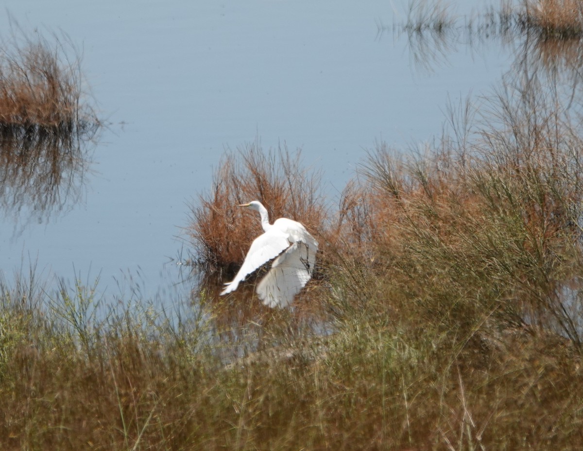 Yellow-billed Egret - ML617719154