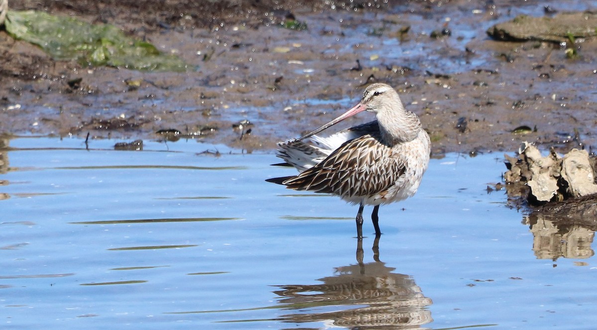 Bar-tailed Godwit - ML617719159