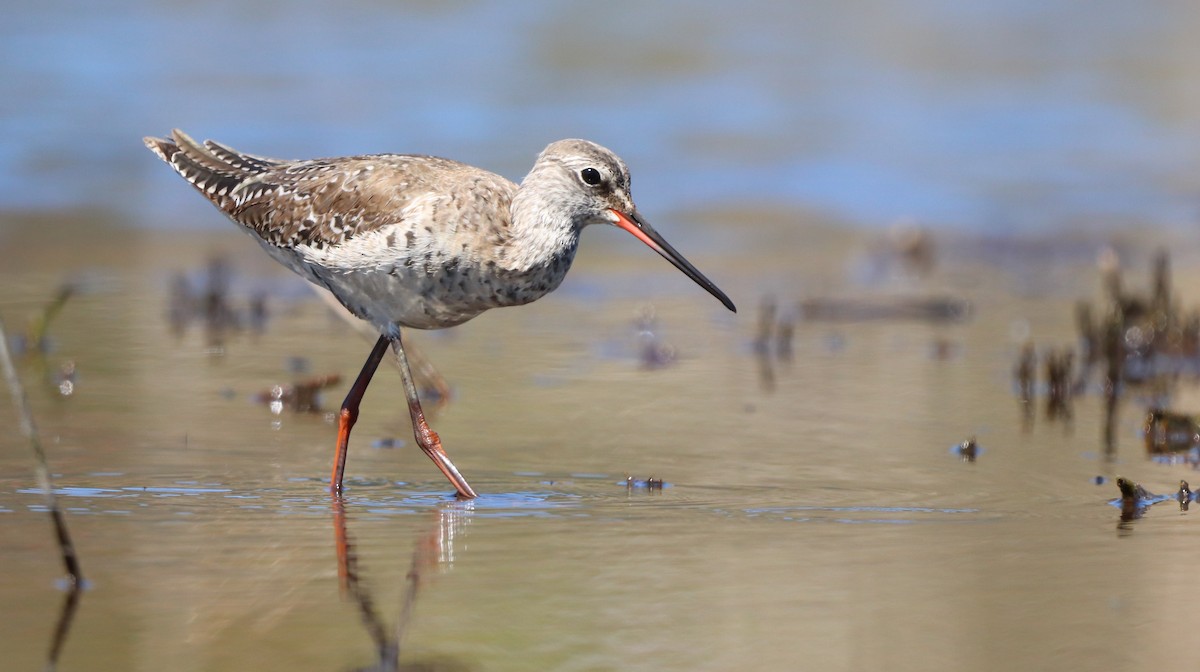 Spotted Redshank - ML617719191