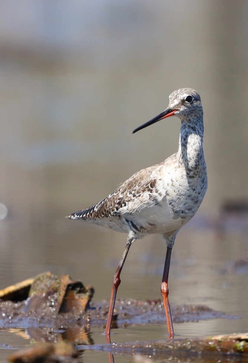 Spotted Redshank - ML617719192