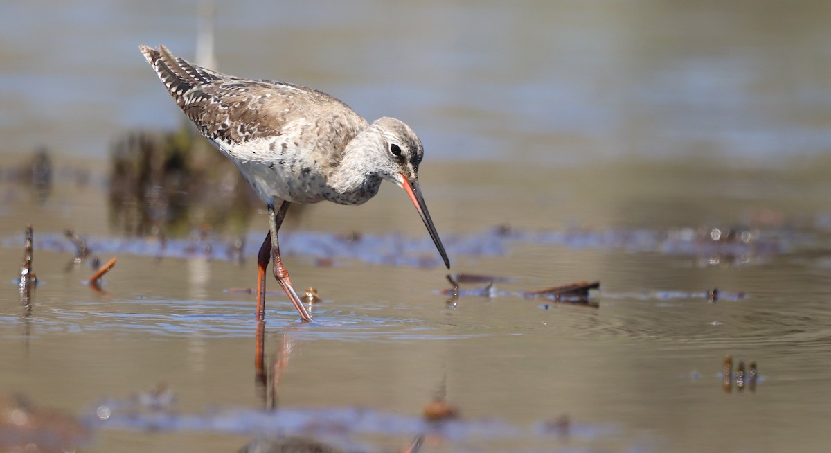 Spotted Redshank - ML617719193
