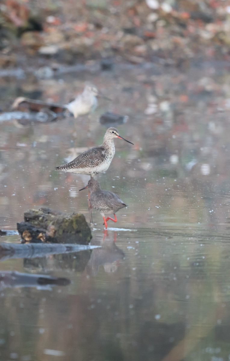 Spotted Redshank - ML617719194