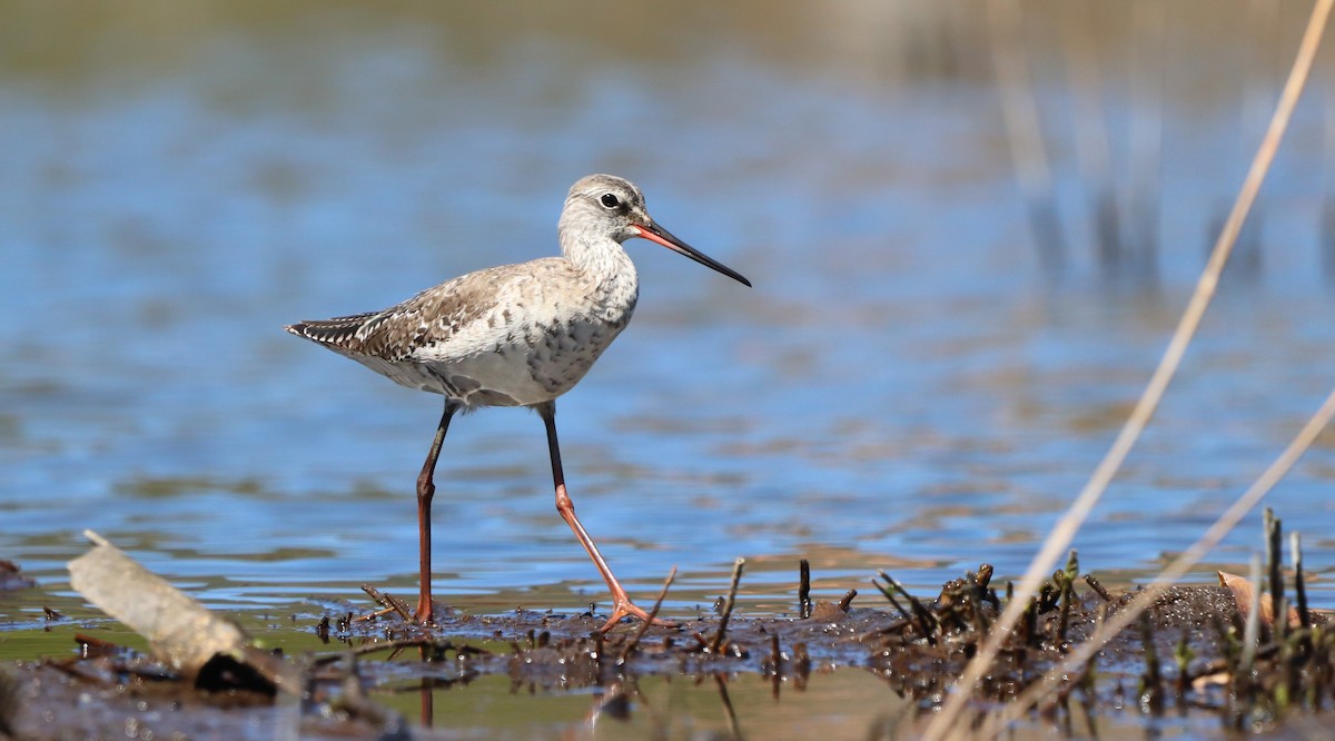 Spotted Redshank - David Santamaría Urbano