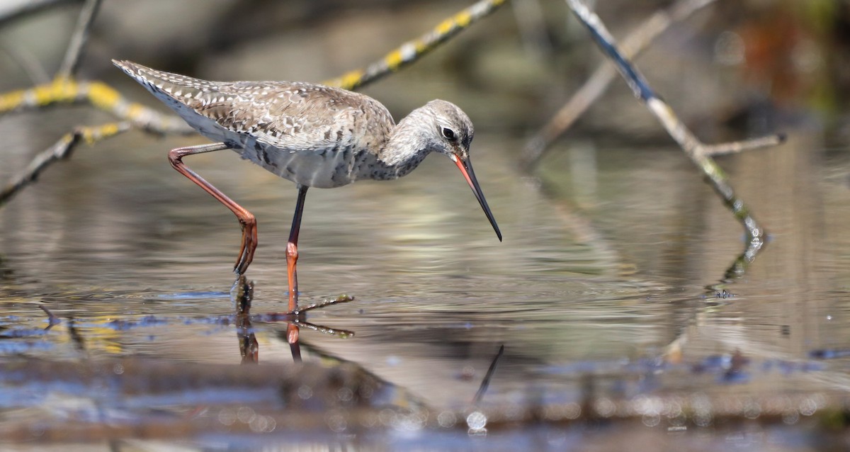 Spotted Redshank - ML617719200