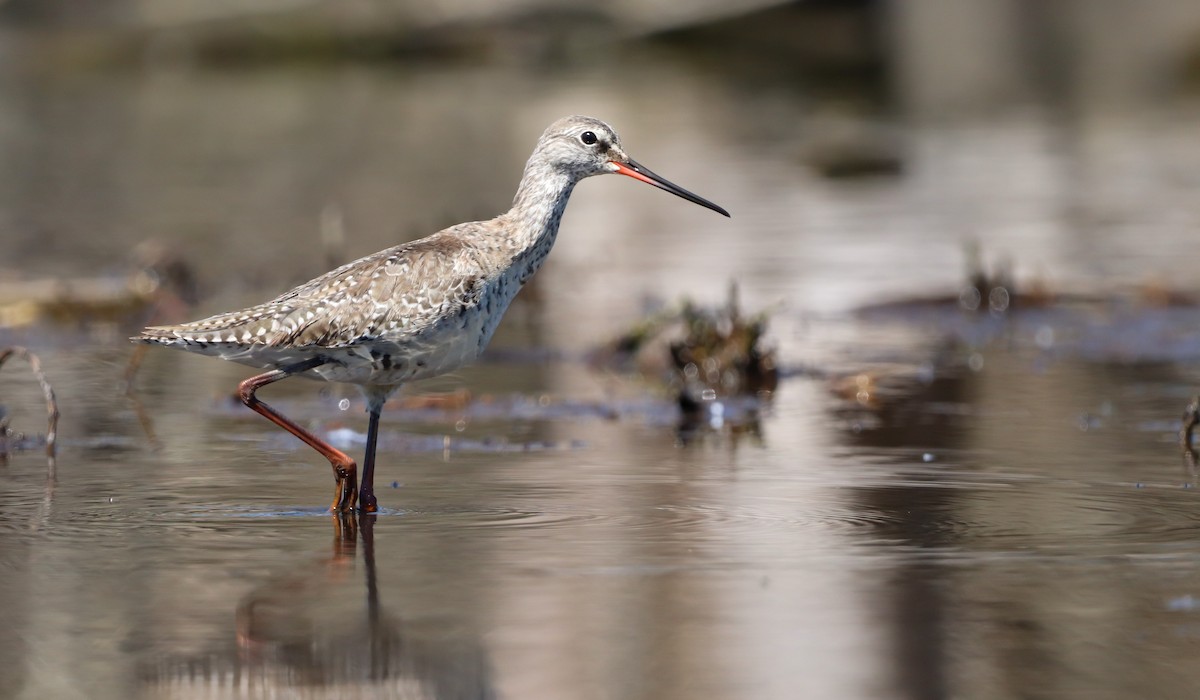 Spotted Redshank - ML617719205