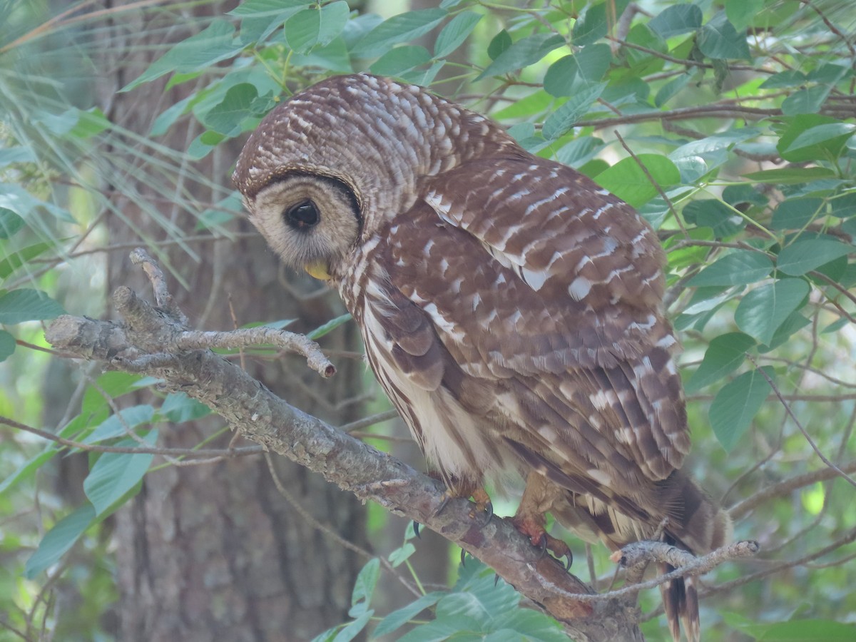 Barred Owl - ML617719212