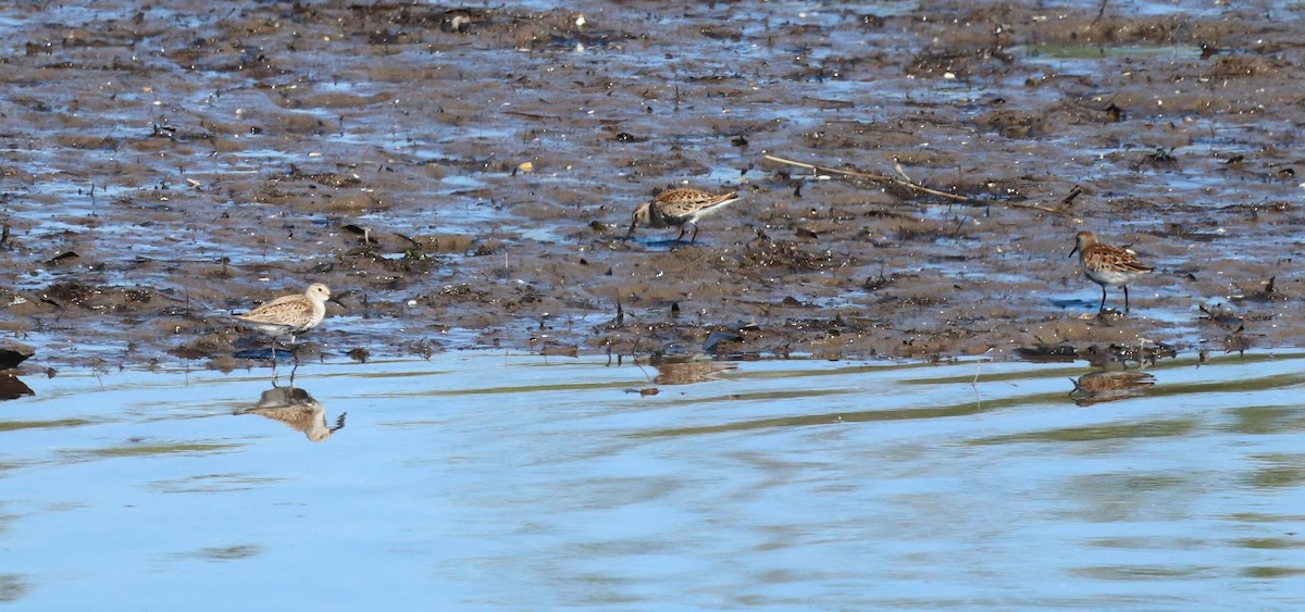 Dunlin (schinzii) - David Santamaría Urbano