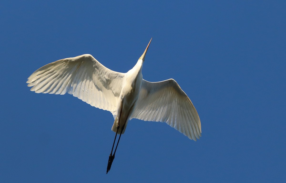 Great Egret - David Santamaría Urbano