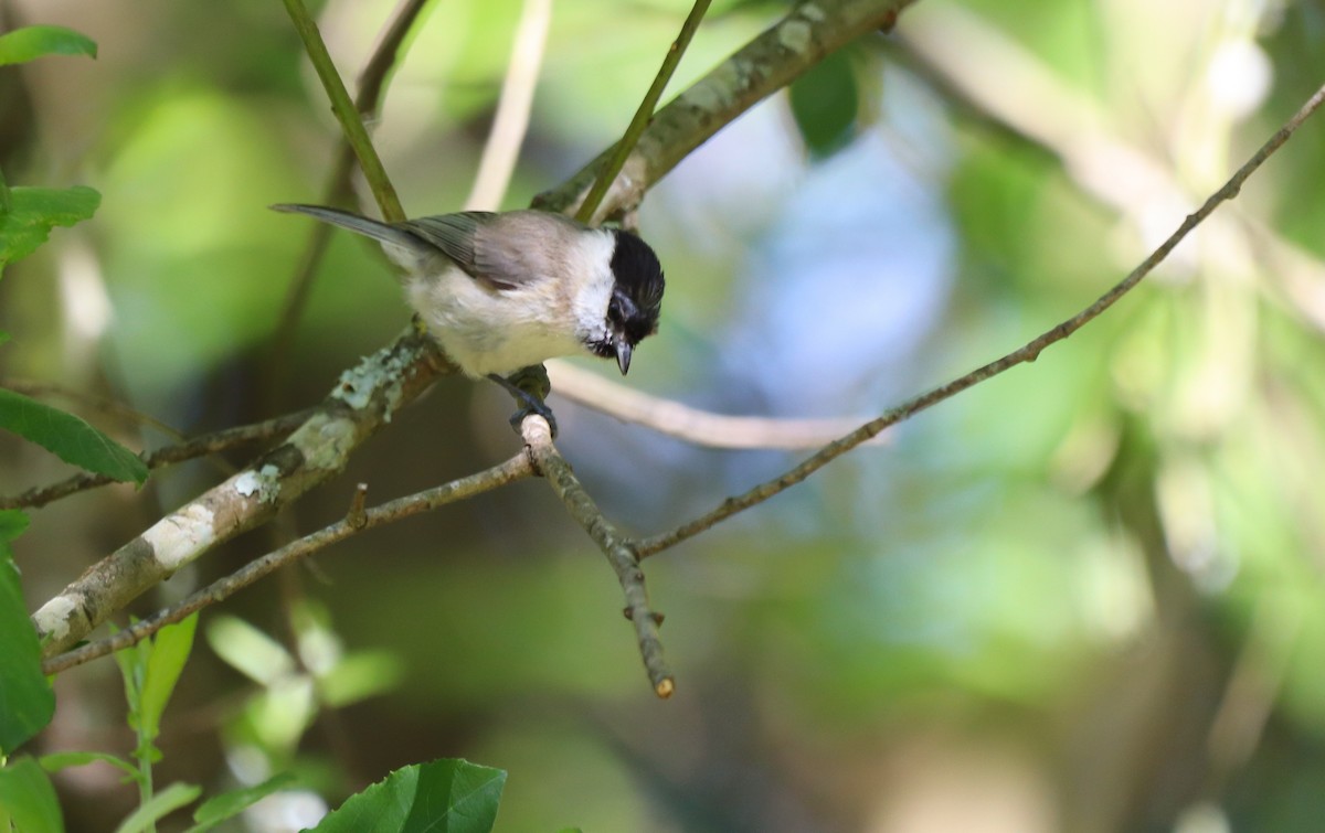 Marsh Tit - David Santamaría Urbano