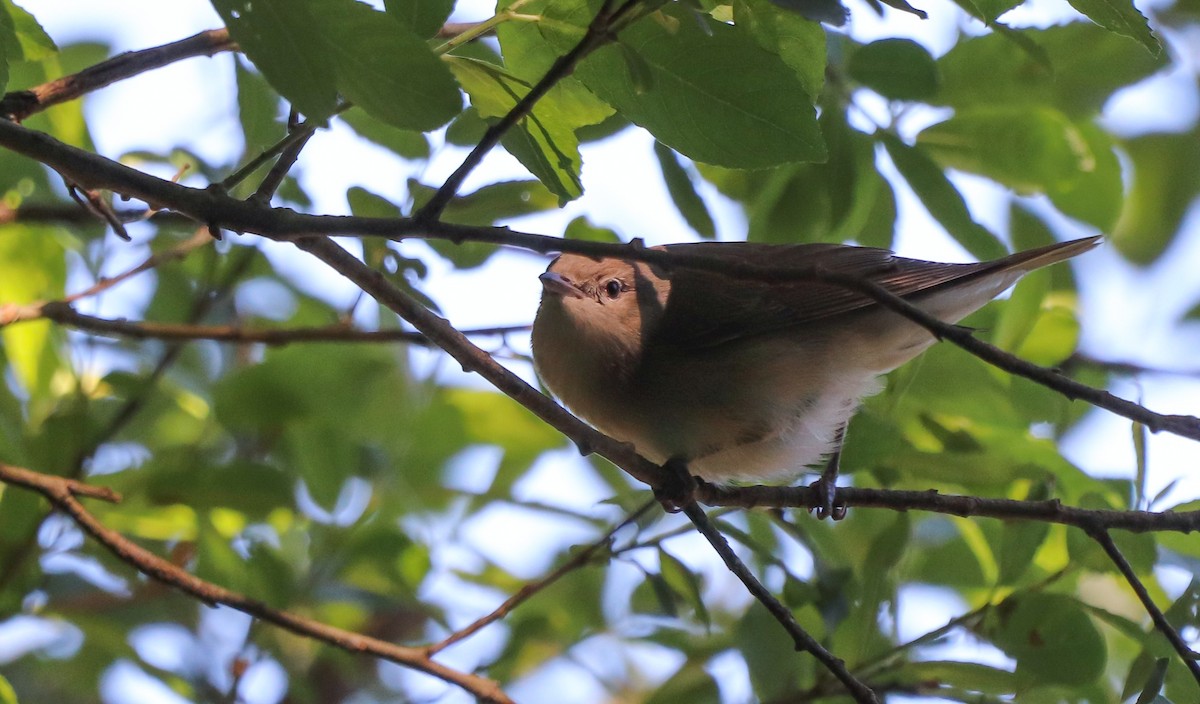 Garden Warbler - ML617719254