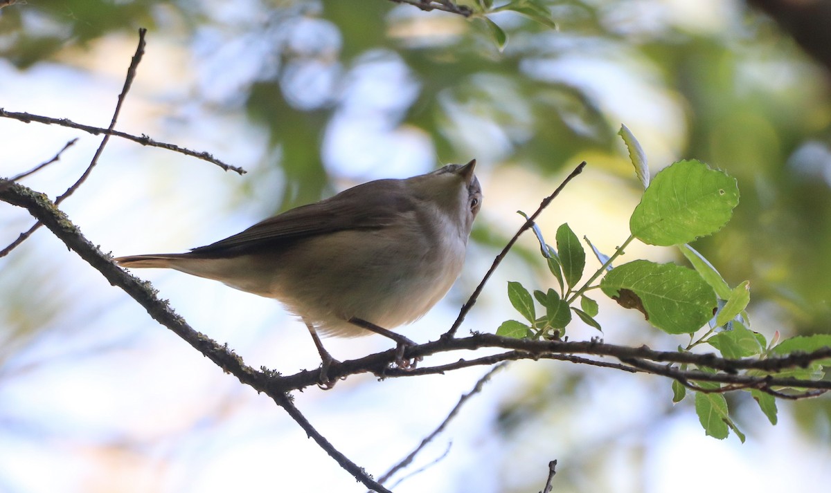 Garden Warbler - ML617719256
