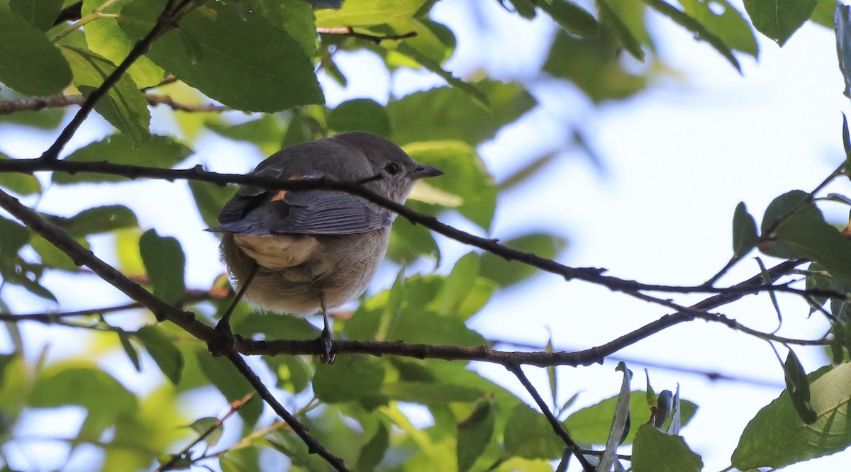 Garden Warbler - ML617719257