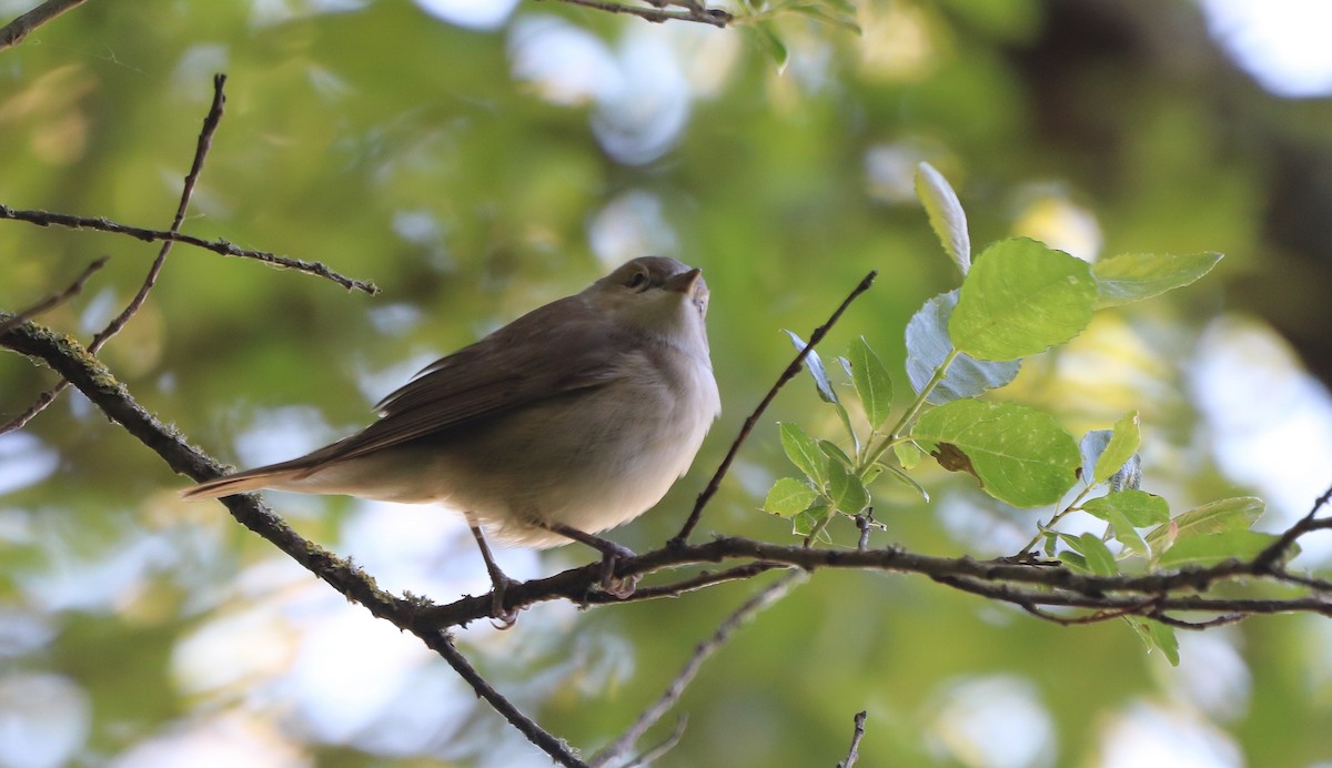 Garden Warbler - ML617719258