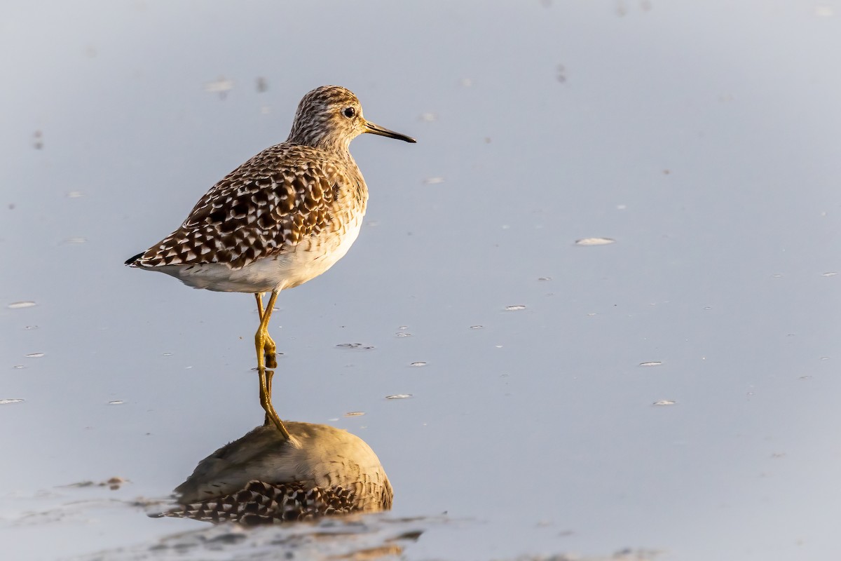 Wood Sandpiper - Michael Ortner