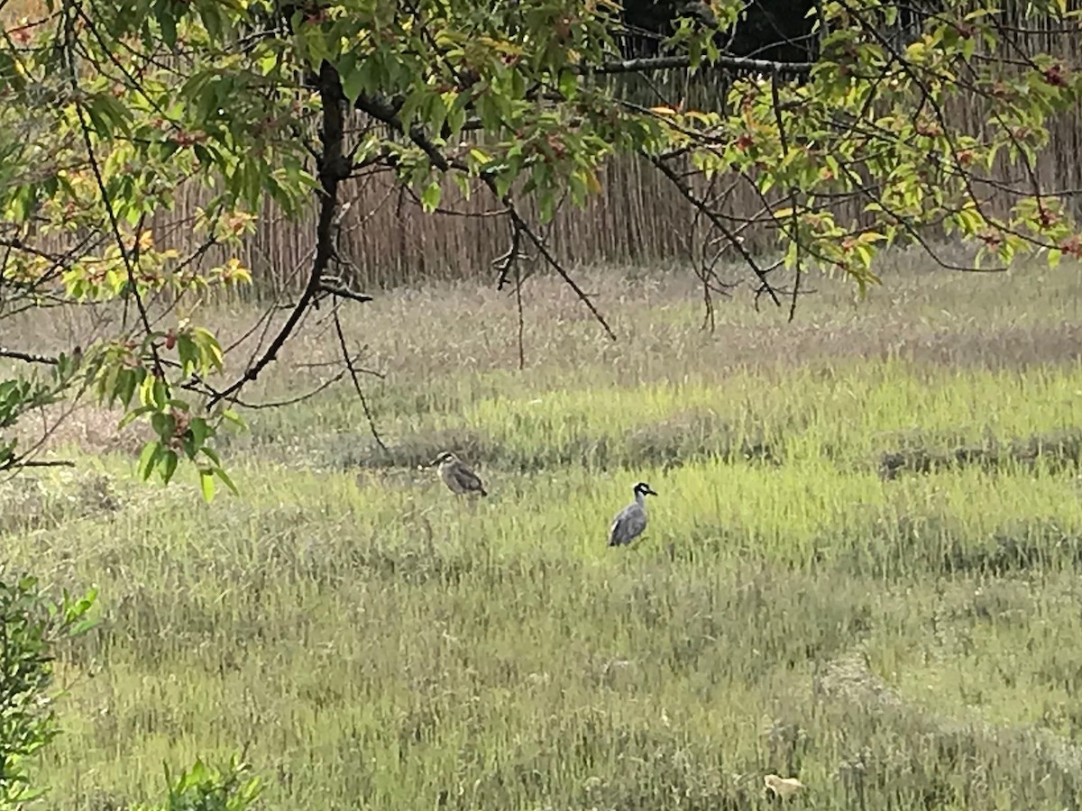 Yellow-crowned Night Heron - ML617719310