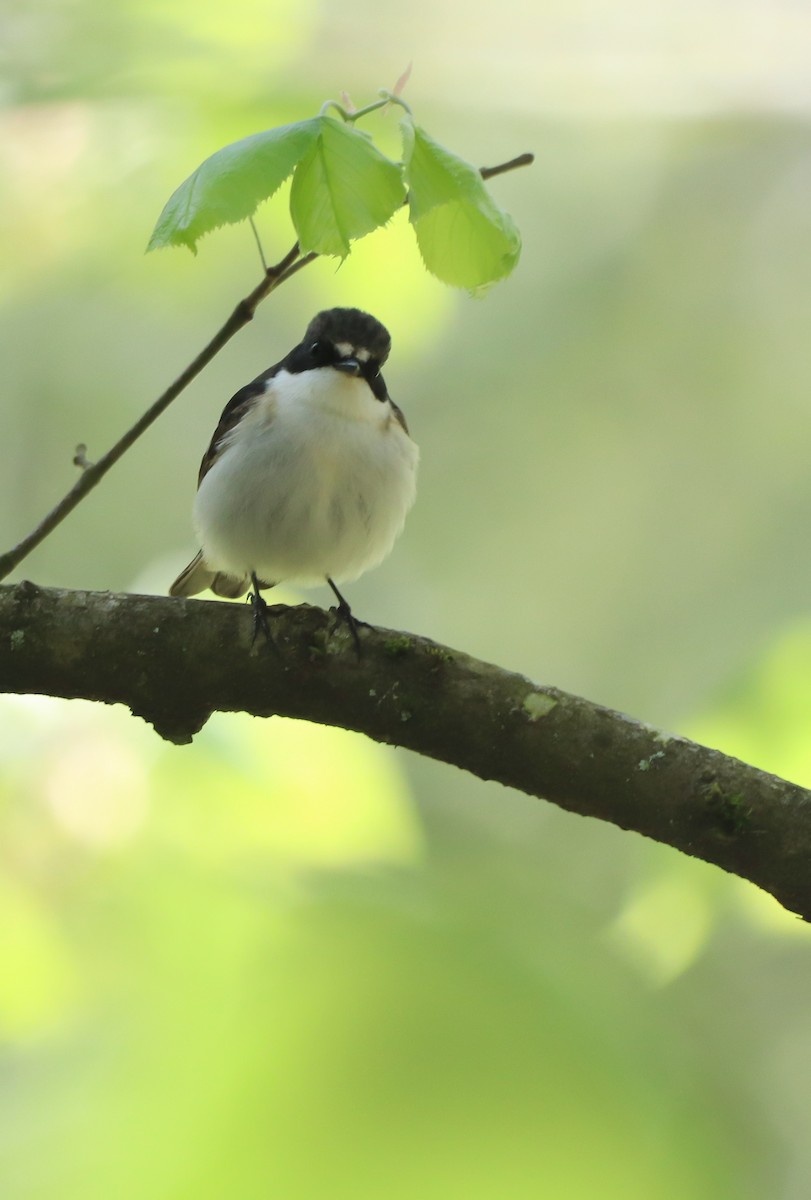 European Pied Flycatcher - David Santamaría Urbano