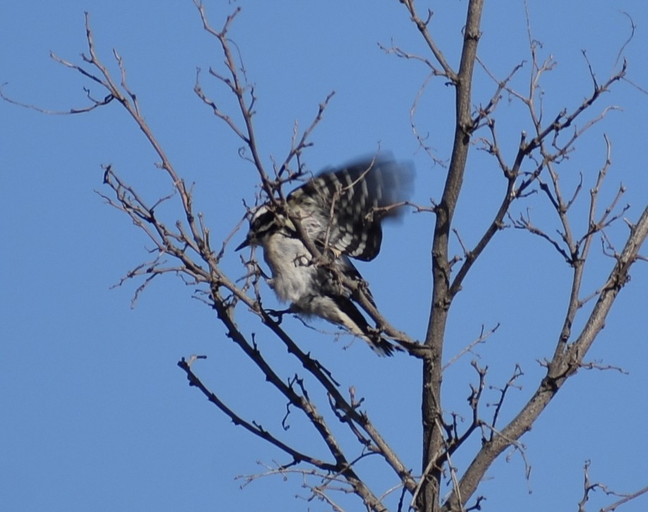 Downy Woodpecker - ML617719358