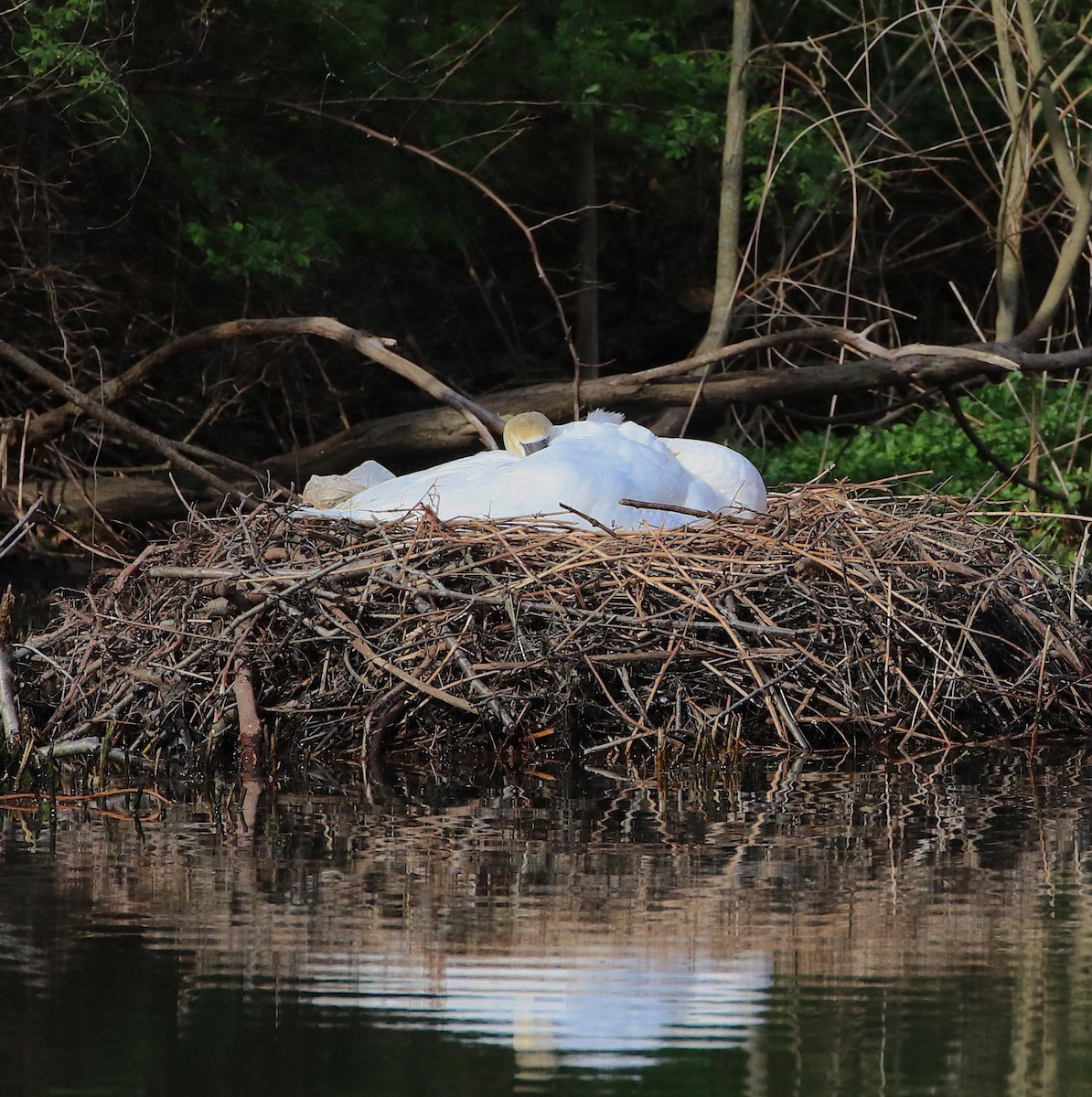 Cygne tuberculé - ML617719402