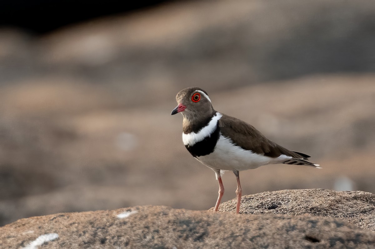 Forbes's Plover - Laurent Esselen