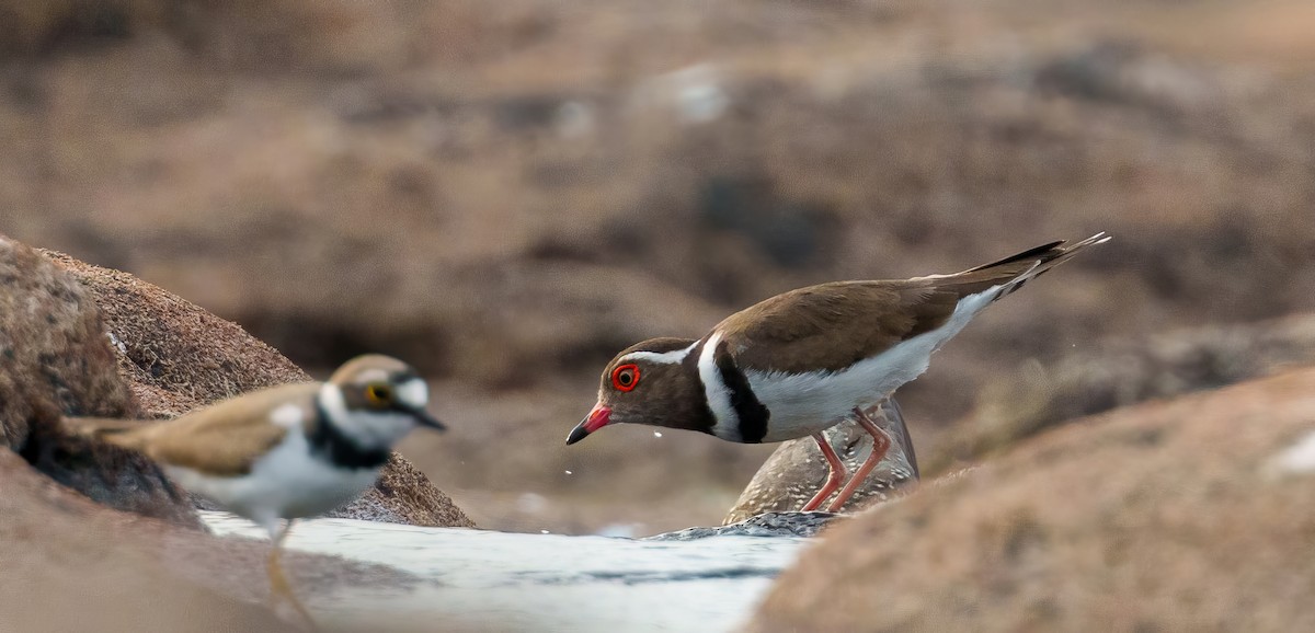 Forbes's Plover - Laurent Esselen