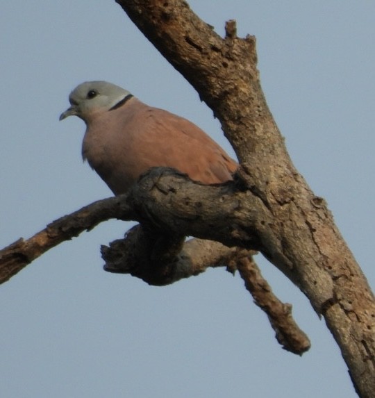 Red Collared-Dove - ML617719440