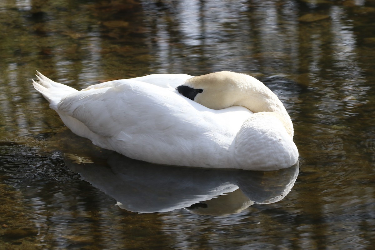 Mute Swan - Stephen Baird