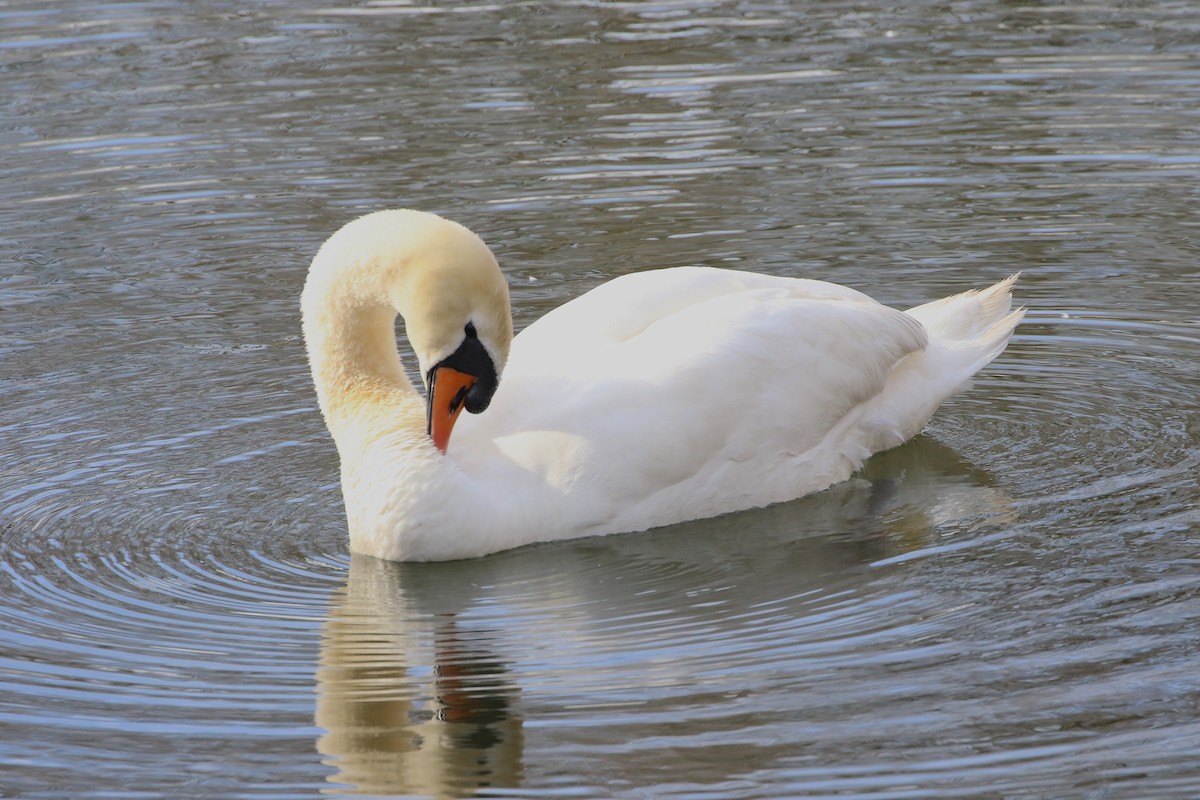 Mute Swan - Stephen Baird