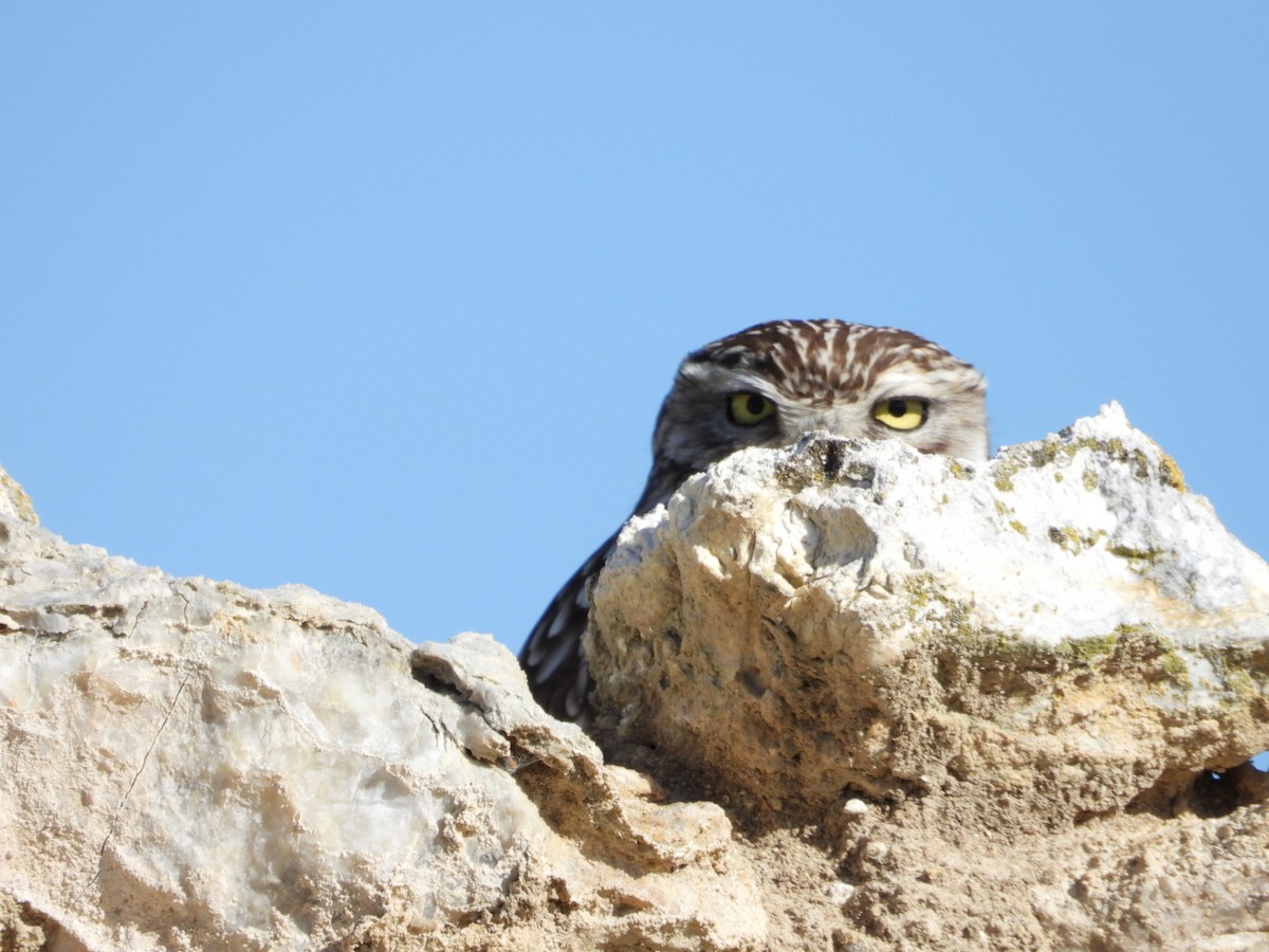 Little Owl - juan carlos dieguez