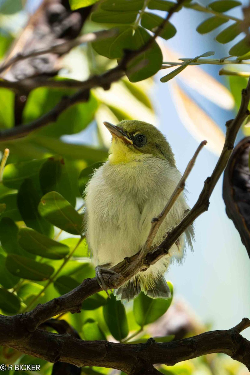 Warbling White-eye - ML617719504