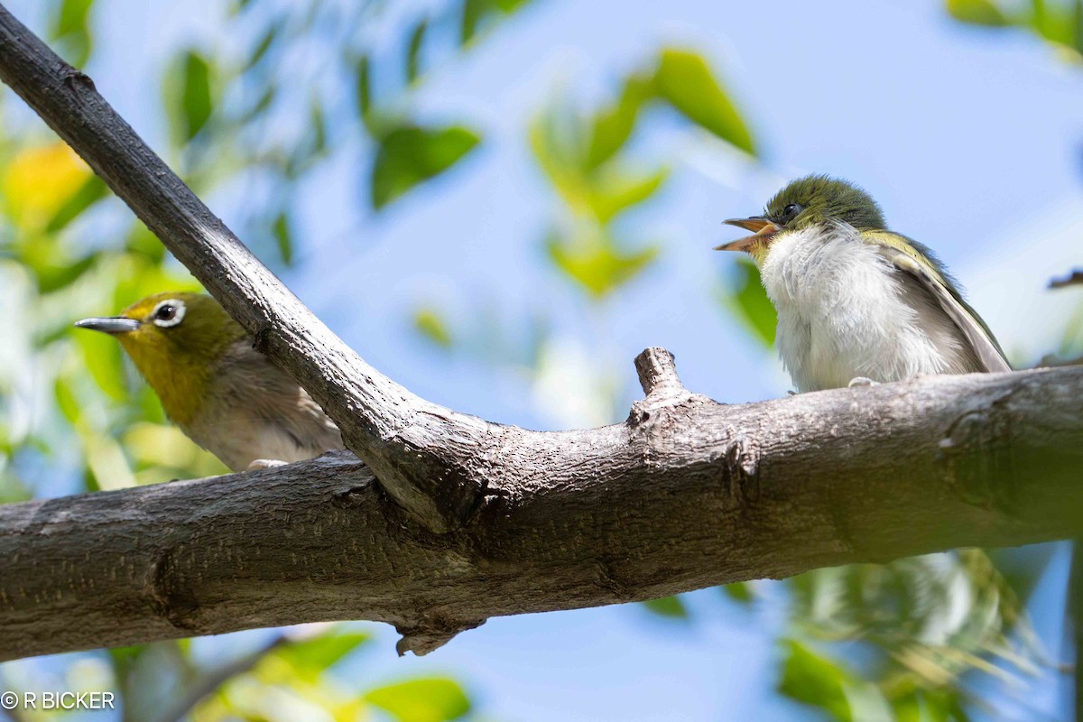 Warbling White-eye - ML617719505