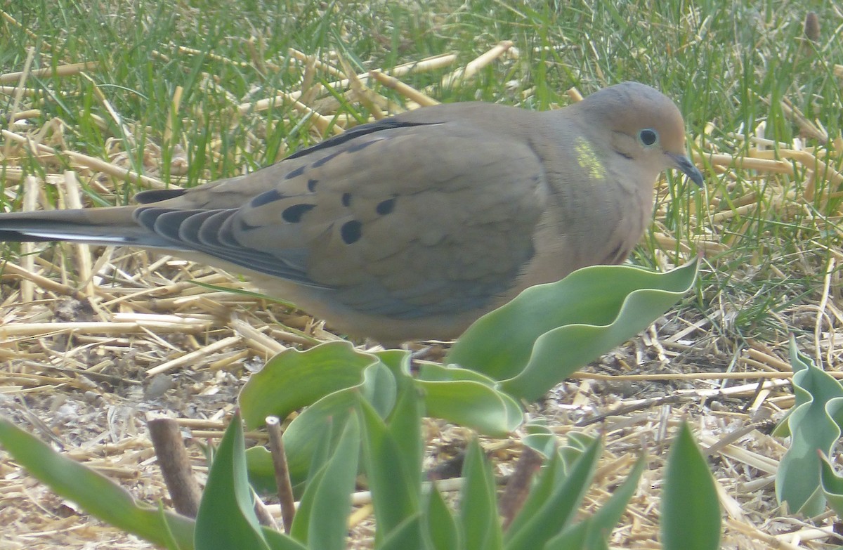 Mourning Dove - ML617719521