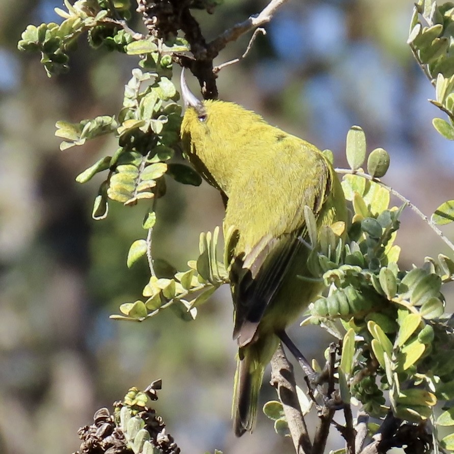 Hawaii-Amakihikleidervogel (virens) - ML617719525