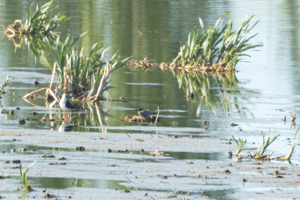 Black Tern - ML617719558