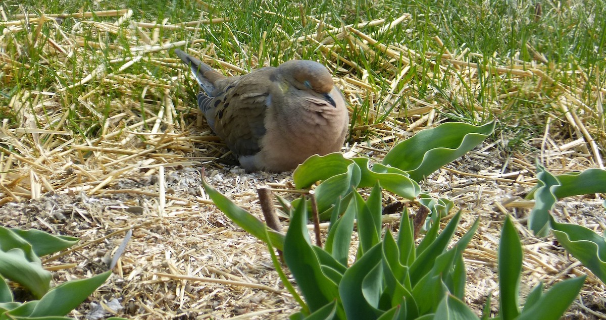 Mourning Dove - ML617719579