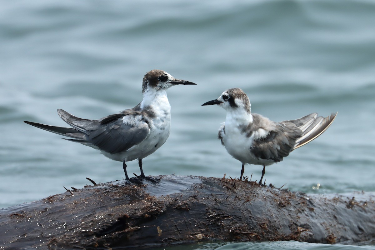 Black Tern - ML617719590