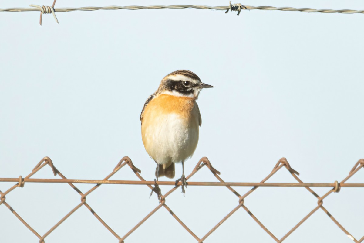 Whinchat - Alejandro Sanz