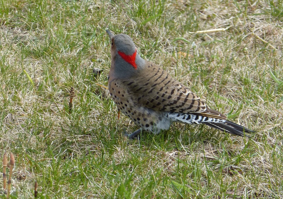 Northern Flicker - Rénald St-Onge