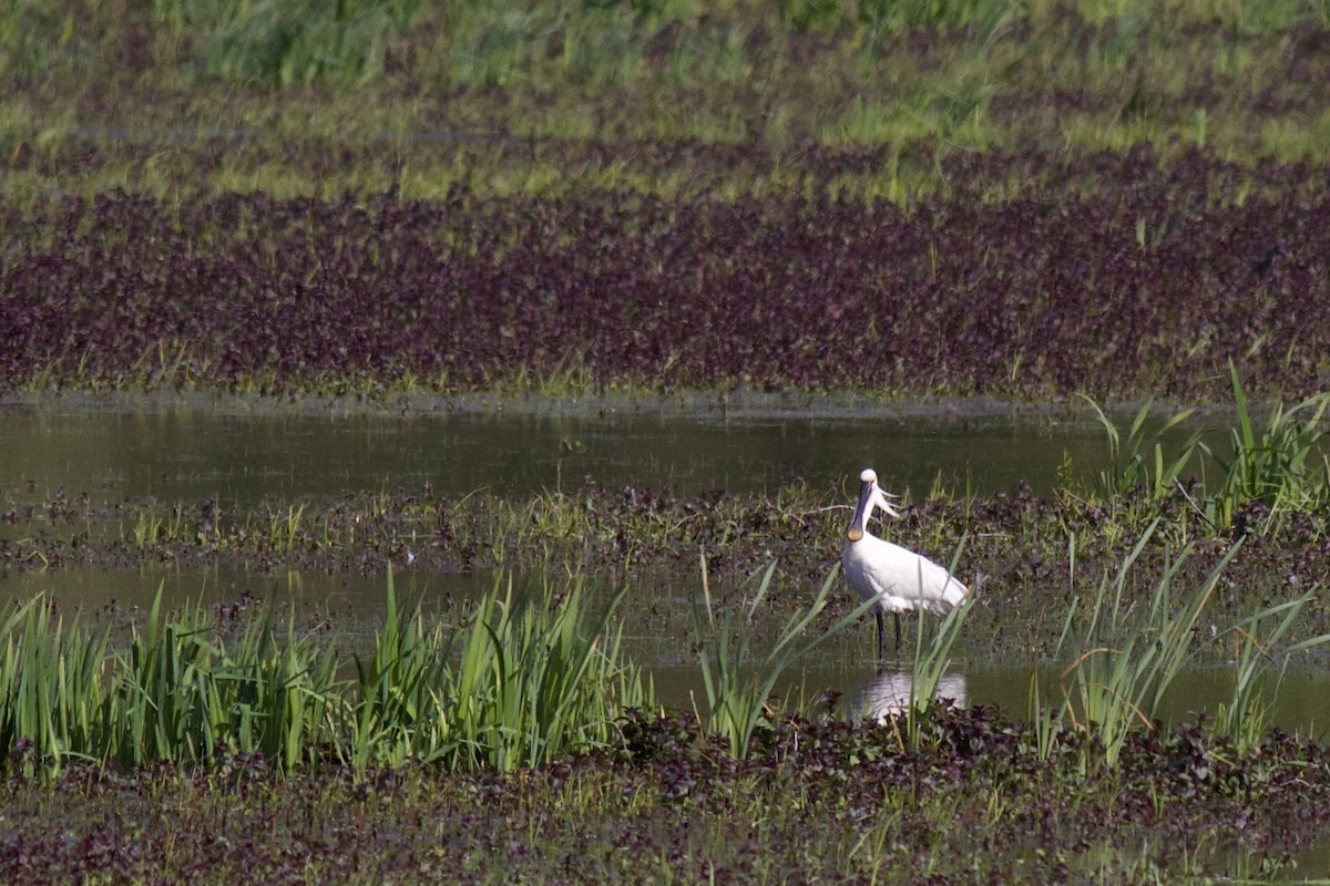 Eurasian Spoonbill - Philippe Cambien