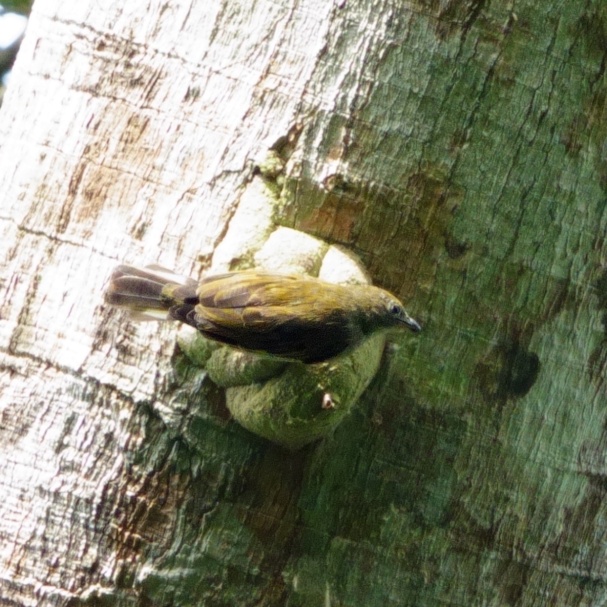 Willcocks's Honeyguide - Carl Haynie