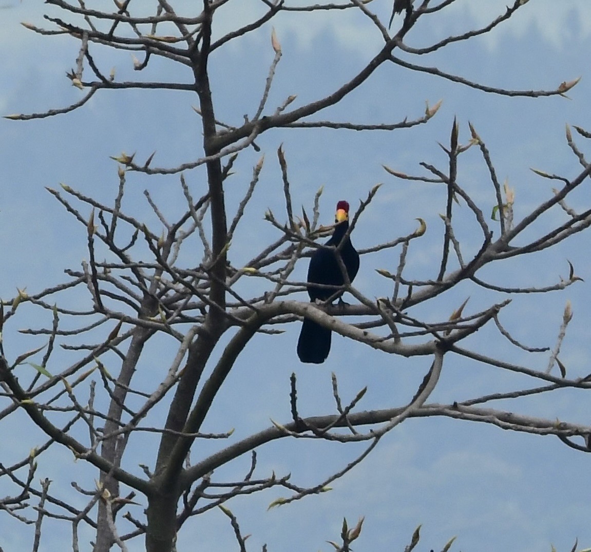 Ross's Turaco - ML617719663