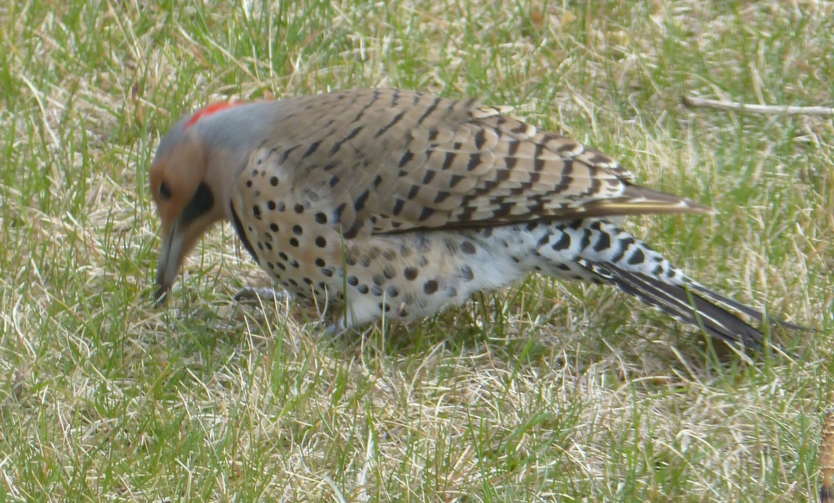 Northern Flicker - Rénald St-Onge