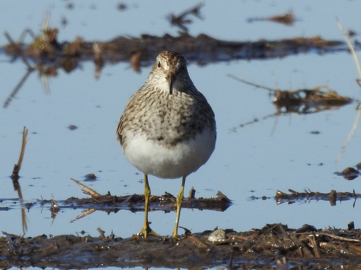 Graubrust-Strandläufer - ML617719685