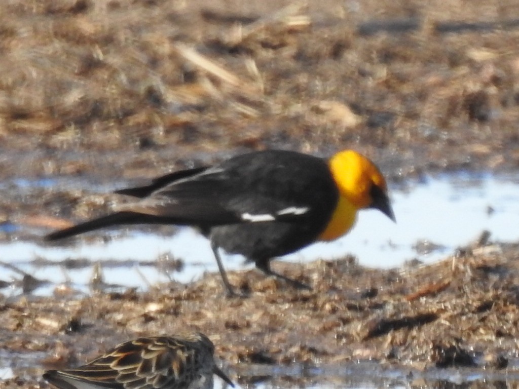 Yellow-headed Blackbird - Thomas Jones