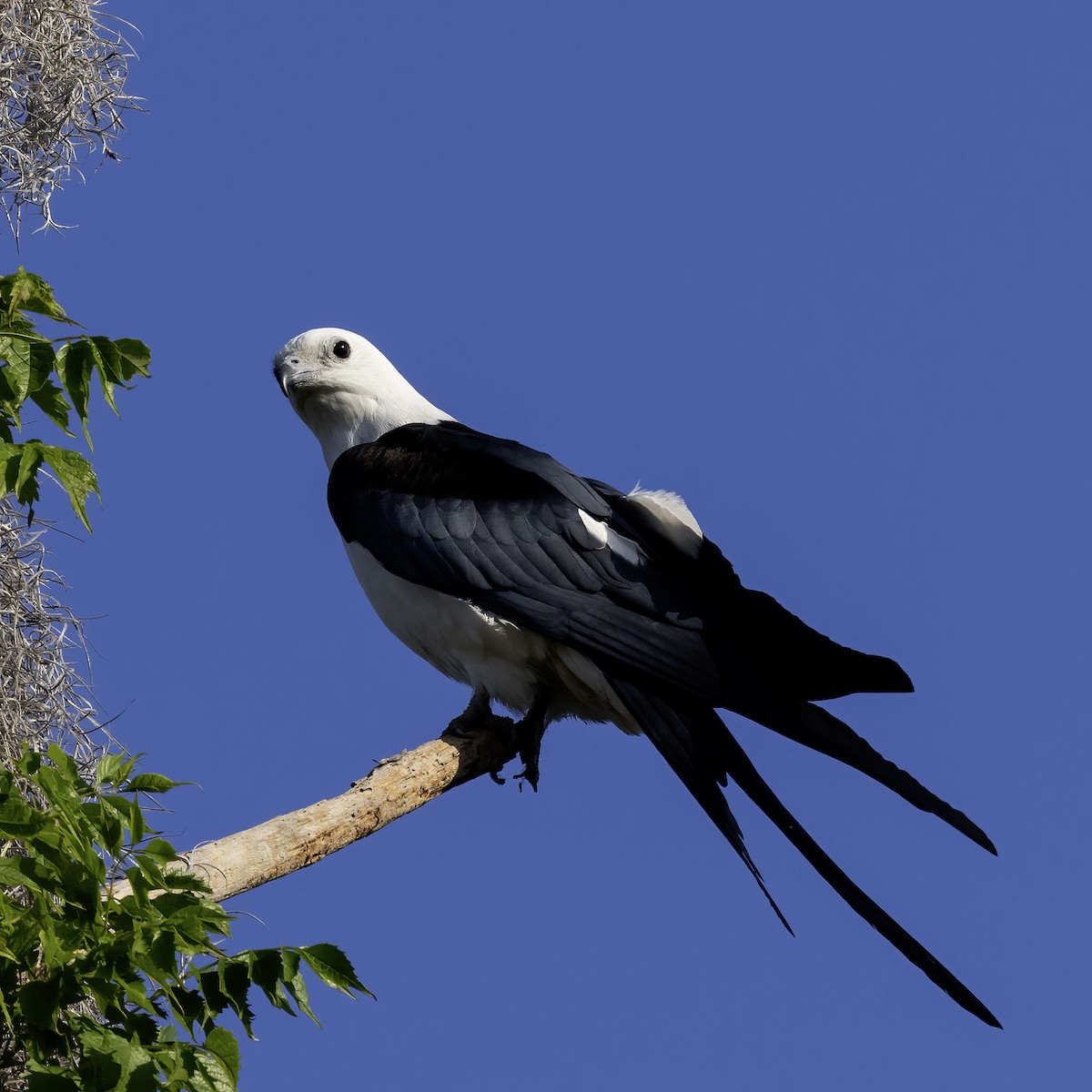 Swallow-tailed Kite - ML617719823