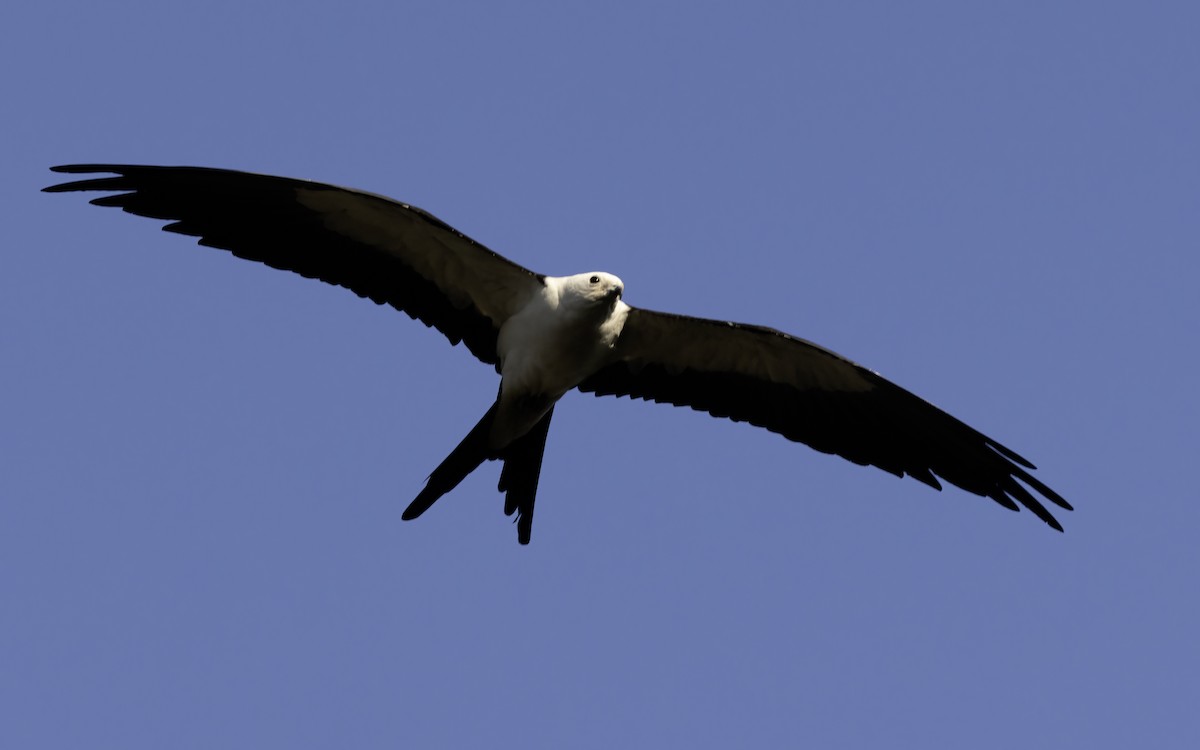 Swallow-tailed Kite - ML617719827