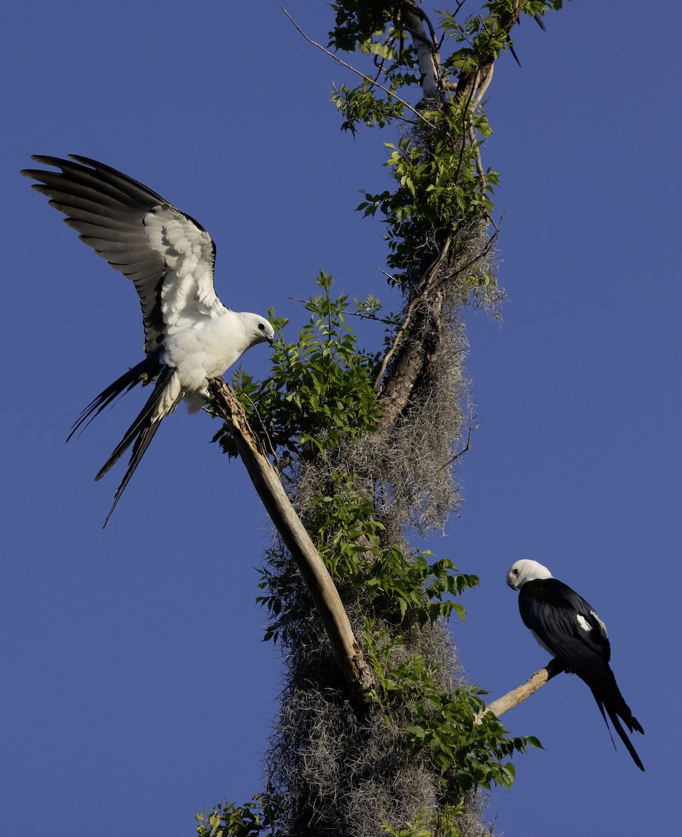 Swallow-tailed Kite - ML617719829