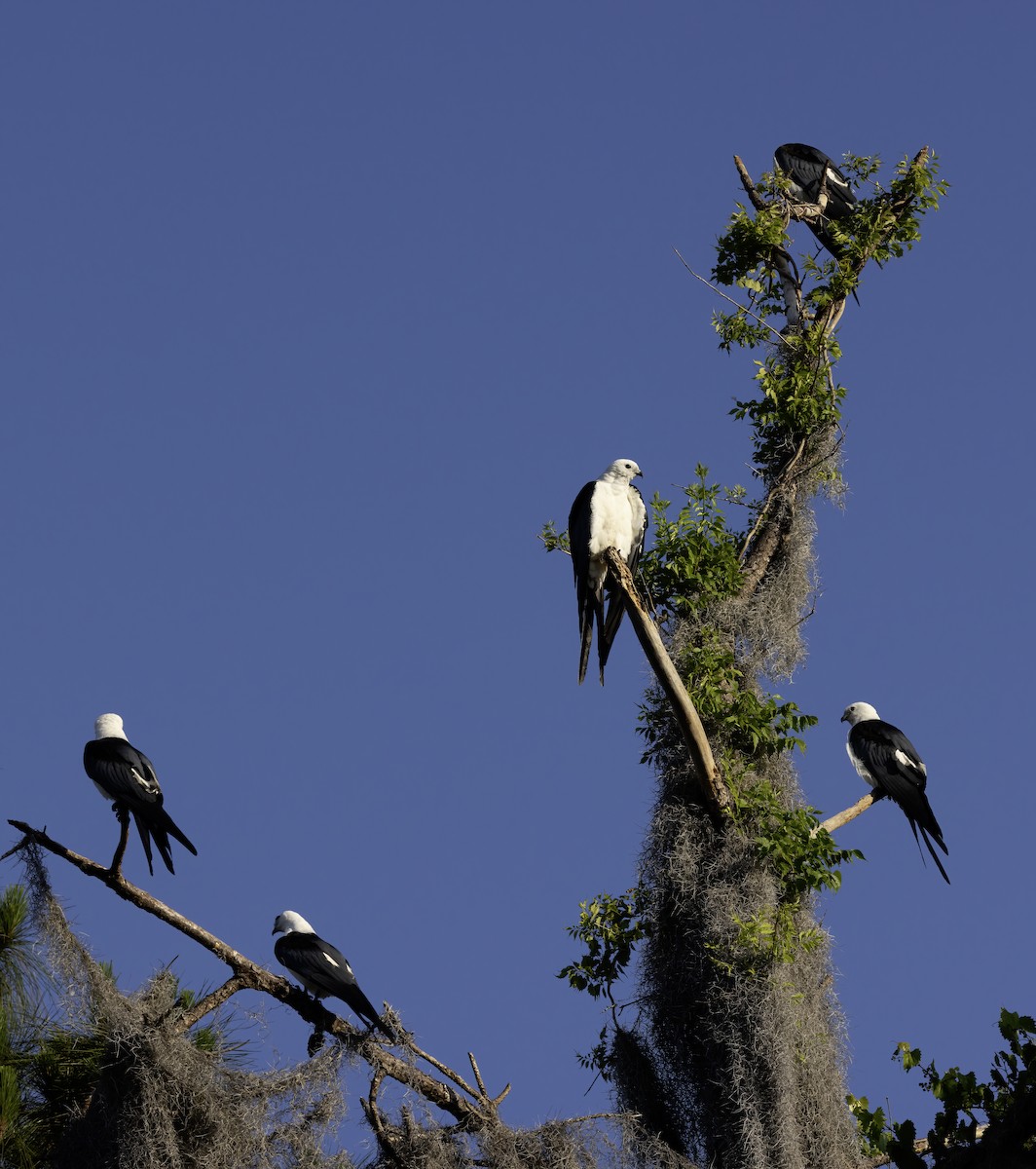 Swallow-tailed Kite - ML617719831