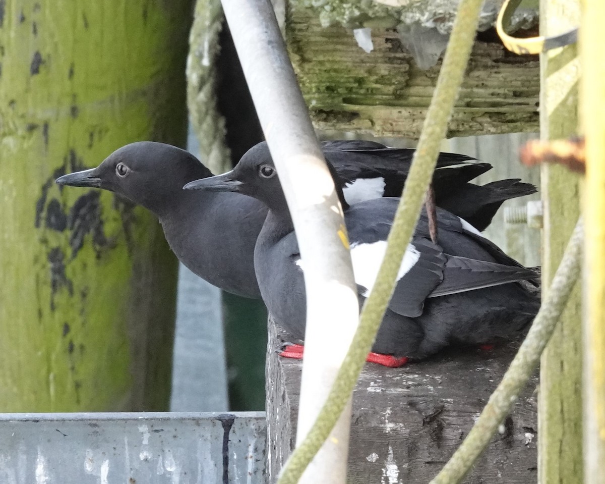 Pigeon Guillemot - ML617719842